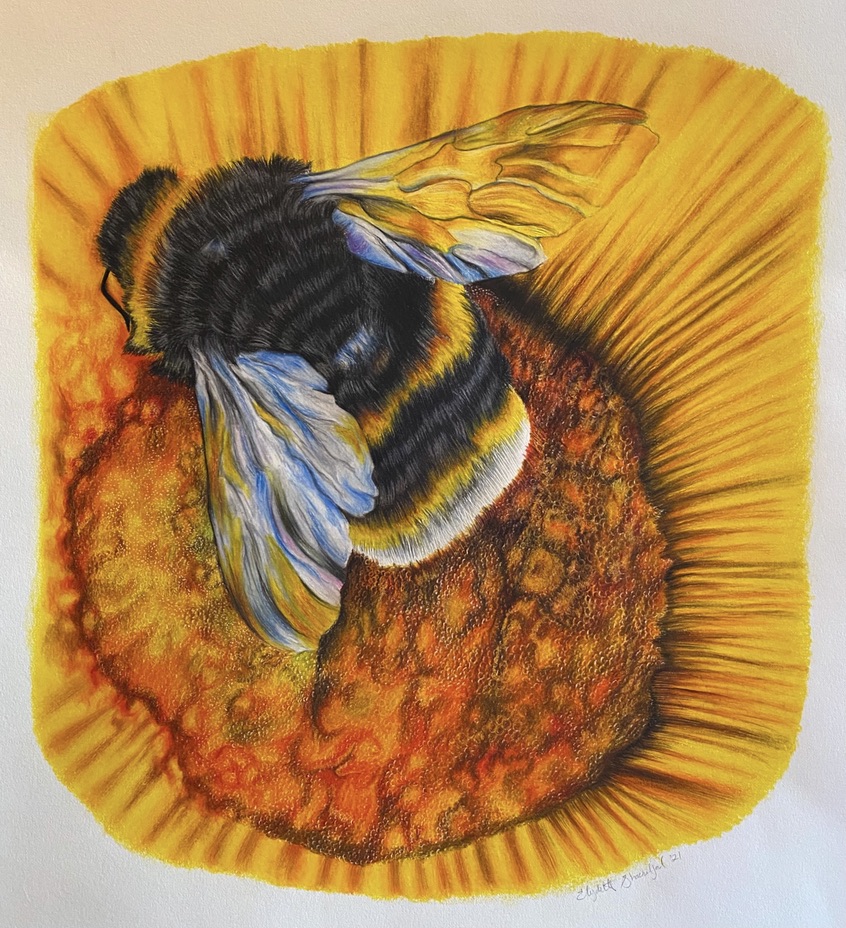 Bee on sunflower drawing